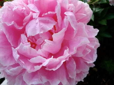 Offene Gärten Mecklenburg-Vorpommern