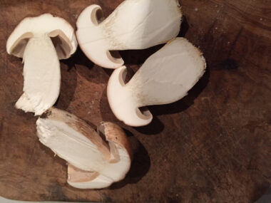 Pilzkochkurs - Ein Tag mit Pilzen